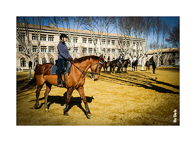 Un cheval du centre équestre.