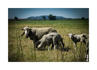Des moutons.