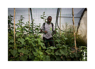 Un paysan une courgette à la main.