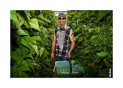 Récolte des haricots.