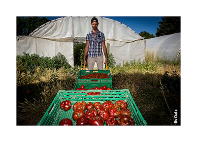 La récolte des tomates.