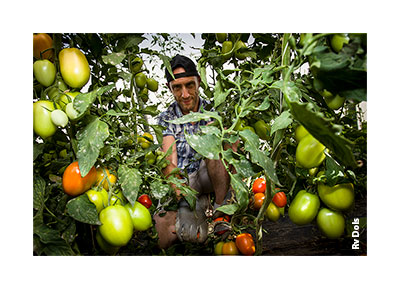 La cueillette des tomates.