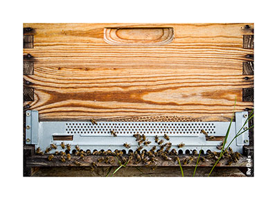 Les abeilles.