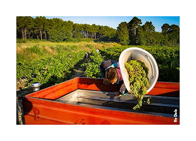 Vendanger les vignes