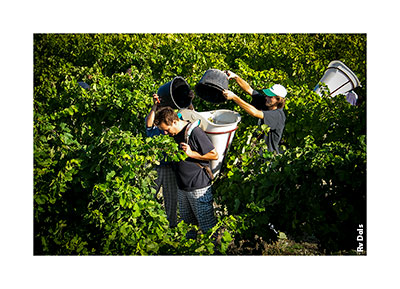Pendant les vendanges.