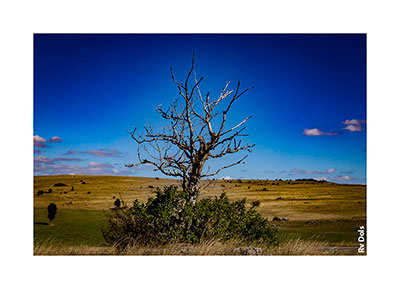 Un arbre mort en Aveyron.