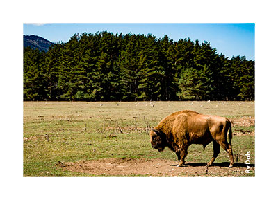 Bison dans la nature.