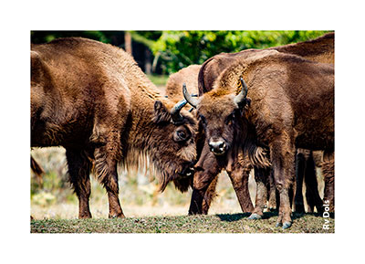 Jeune couple de Bison.