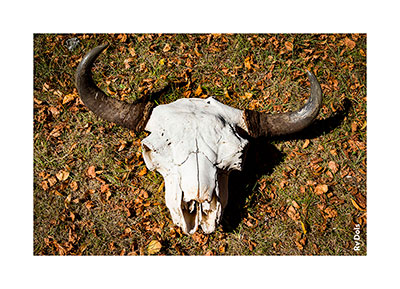 Crâne d'un bison.