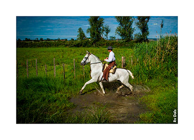 Le cavalier sur ses terres.