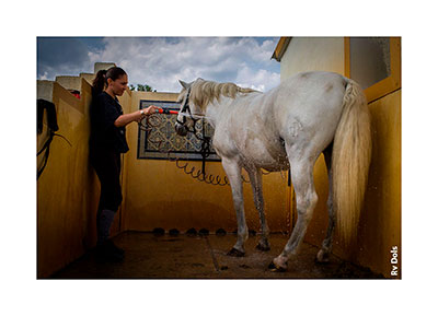 Le cheval prend sa douche.