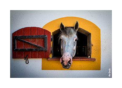 Cheval dans son écurie.