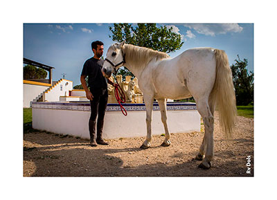 Le cheval Genet d'Espagne.