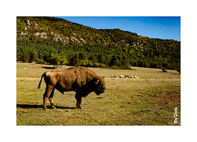 Gros bison en région PACA.